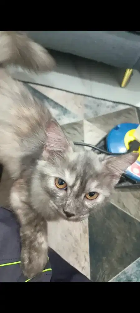 Himalaya/anggora