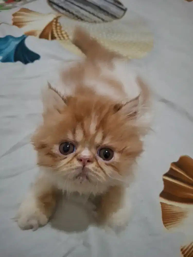 Kitten exo peaknose