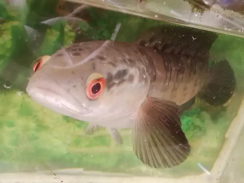 Chana red seruyan
