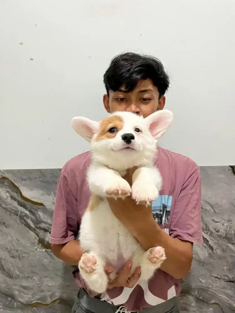 Corgi betina cantik