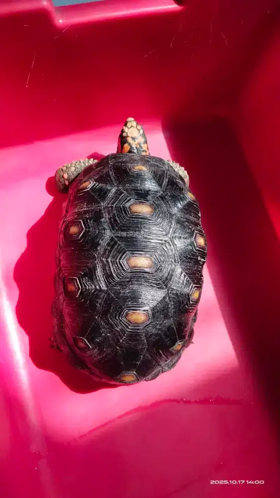 Kura darat redfoot sulcata