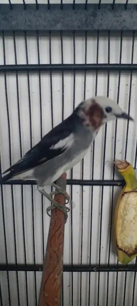 Burung Jalak Filipina