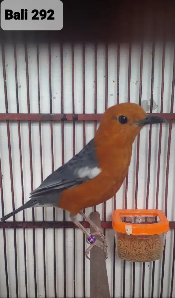 Burung Anis Merah