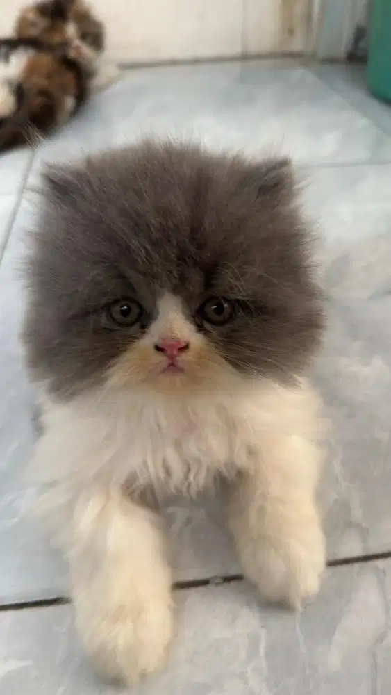 Adop anak kucing