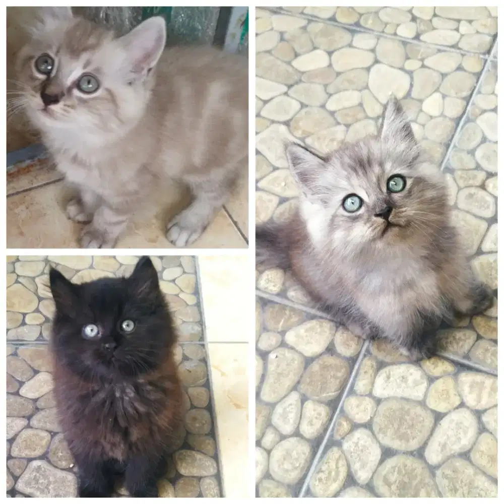Kitten Kucing Persia