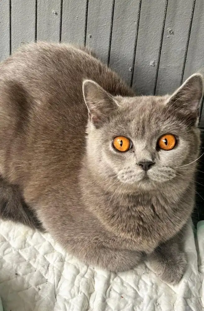 Kucing british shorthair bsh british shorthair betina