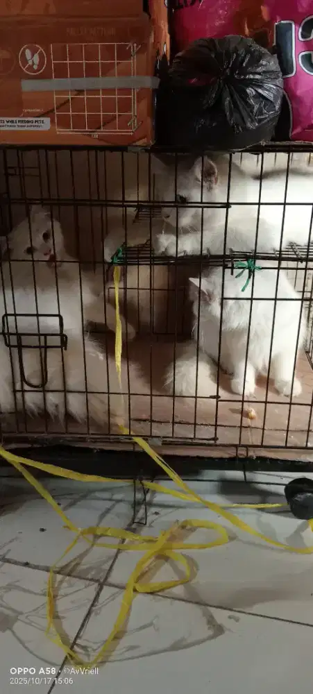 Kucing Persia putih