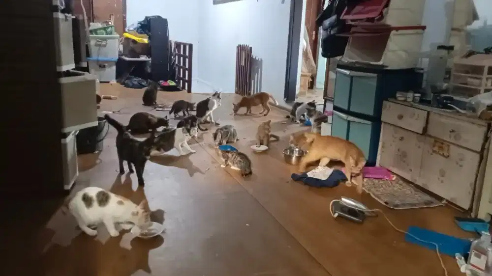 Berbagai macam kucing