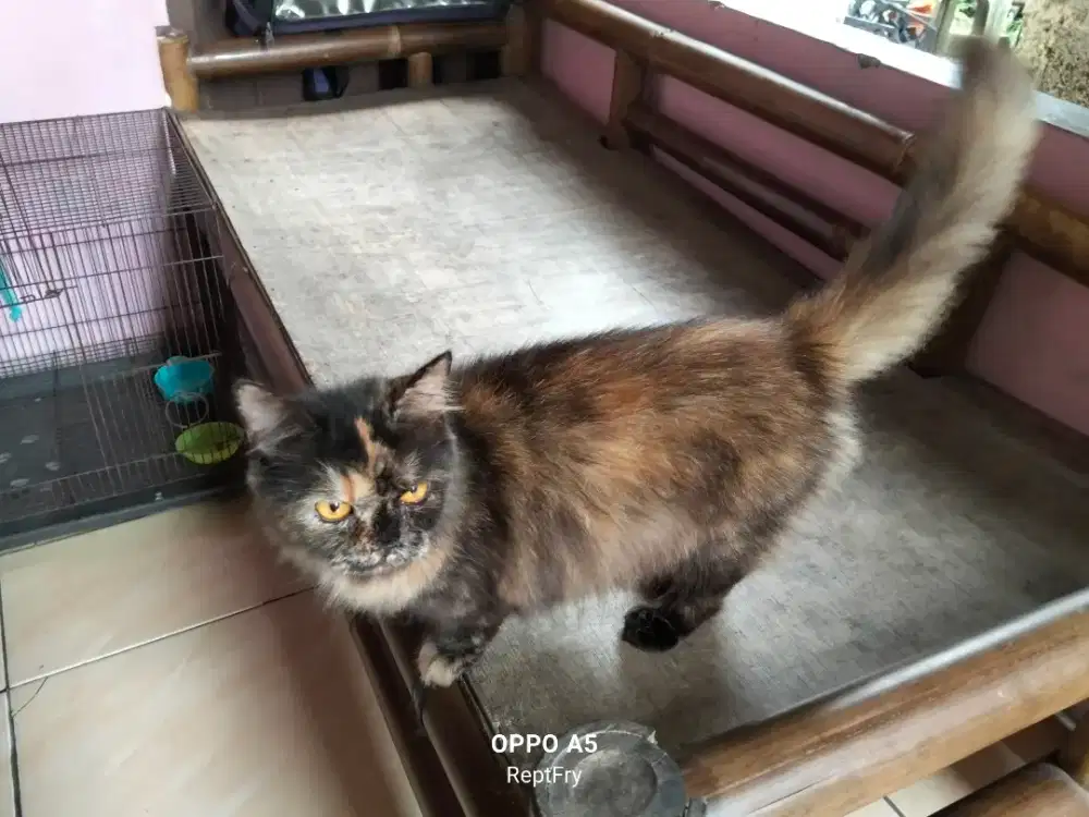 Kucing Munchkin betina umur 2 thun