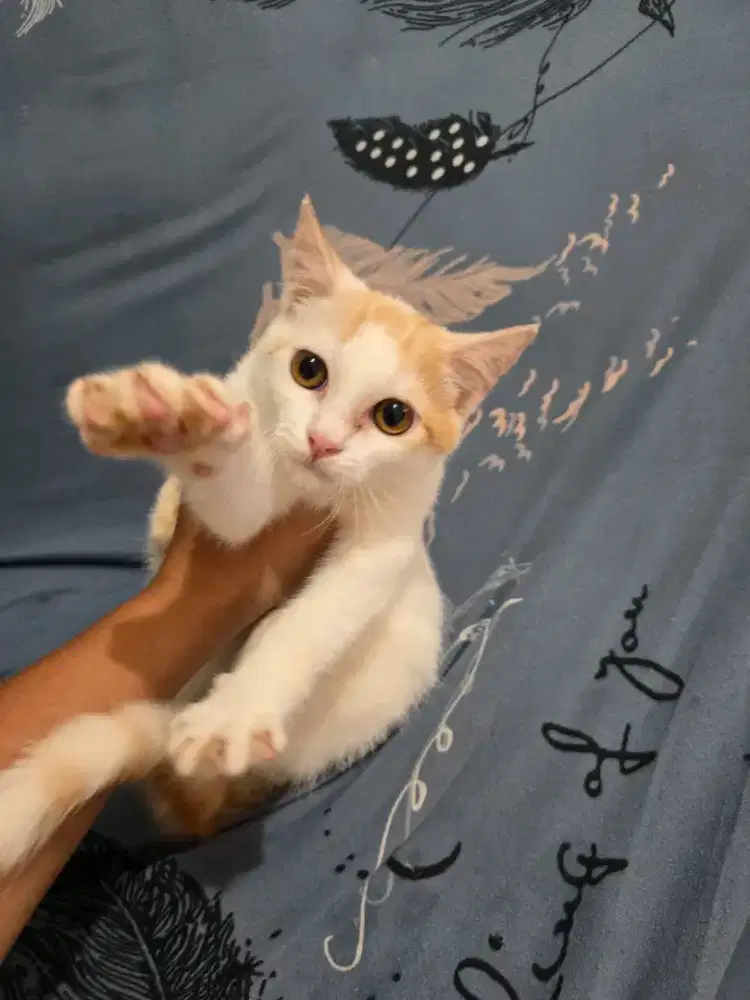 Kucing gratis jantan