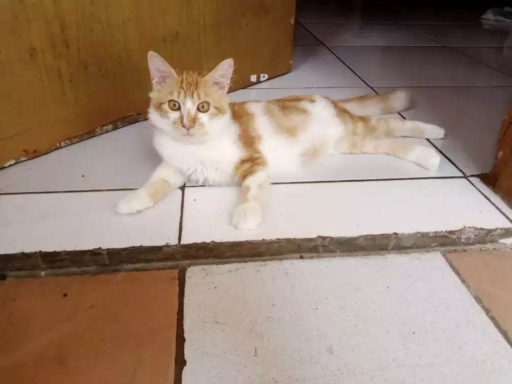 Kitten persia shorthair oyen