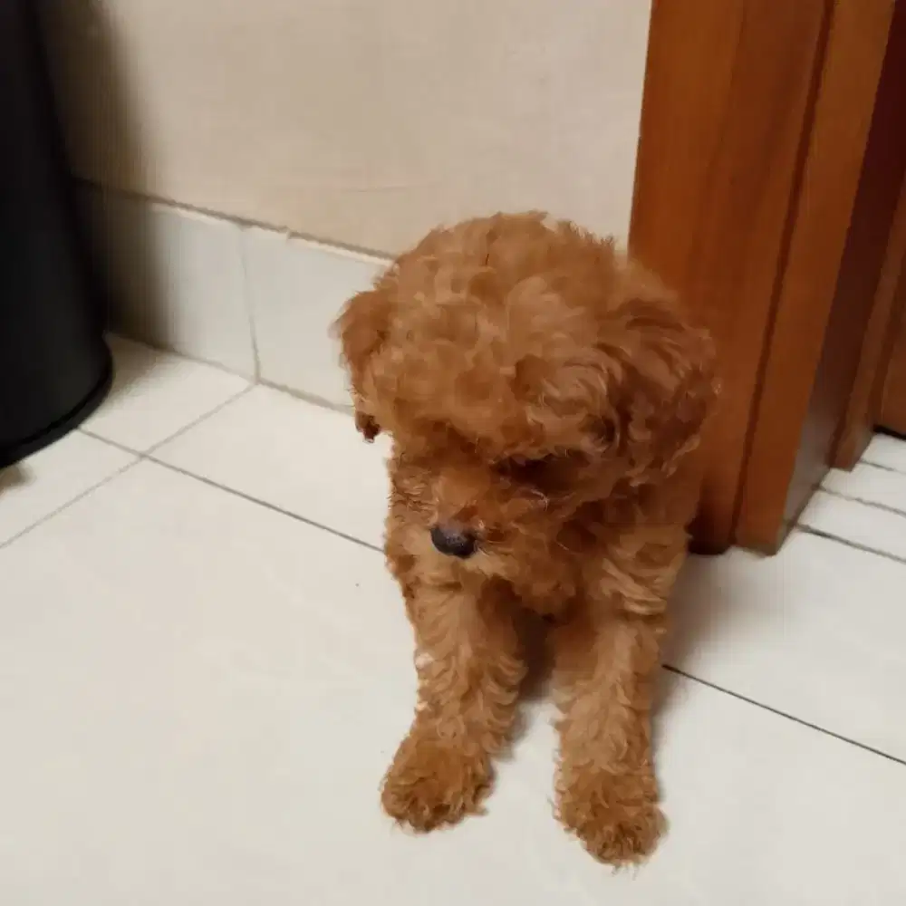 Dijual anjing puppy pudel umur 1.5 bln cakep cakep