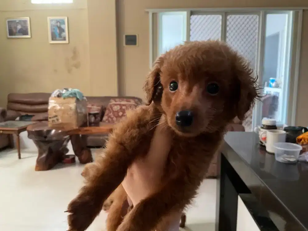 Dijual anjing puppy poodle umur 2 bln cakep cakep