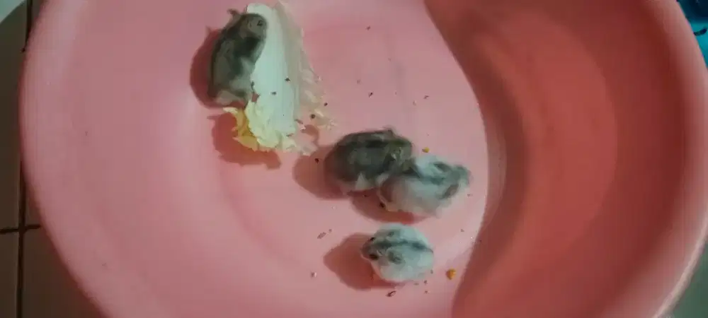 Hamster winter white