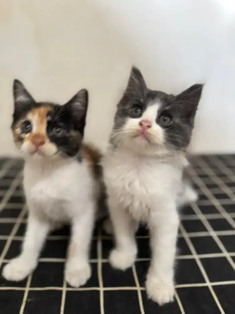 Open adopt kitten