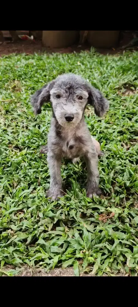 Teacup Silver Poodle