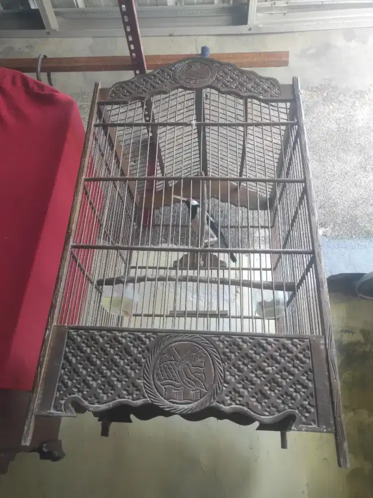 Burung jalak suren gacor fullset