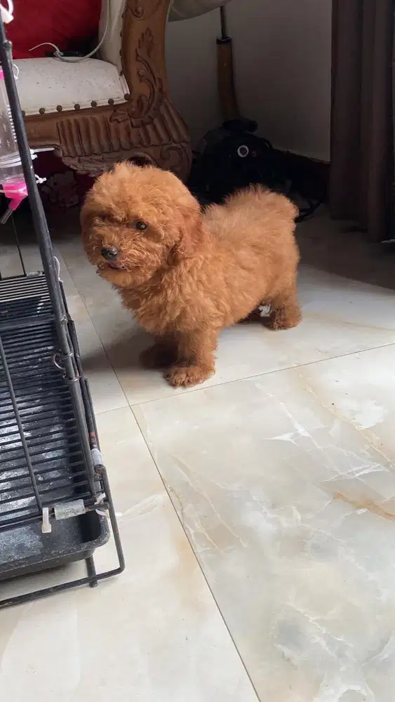 Poodle red betina non stamboom, vaksin