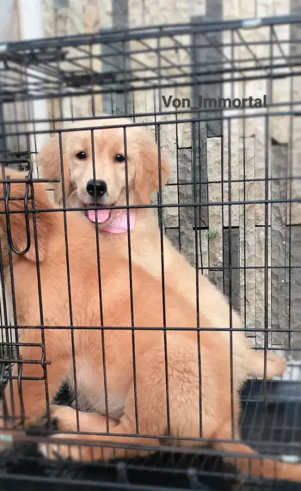 Golden Retriever Female Stambom