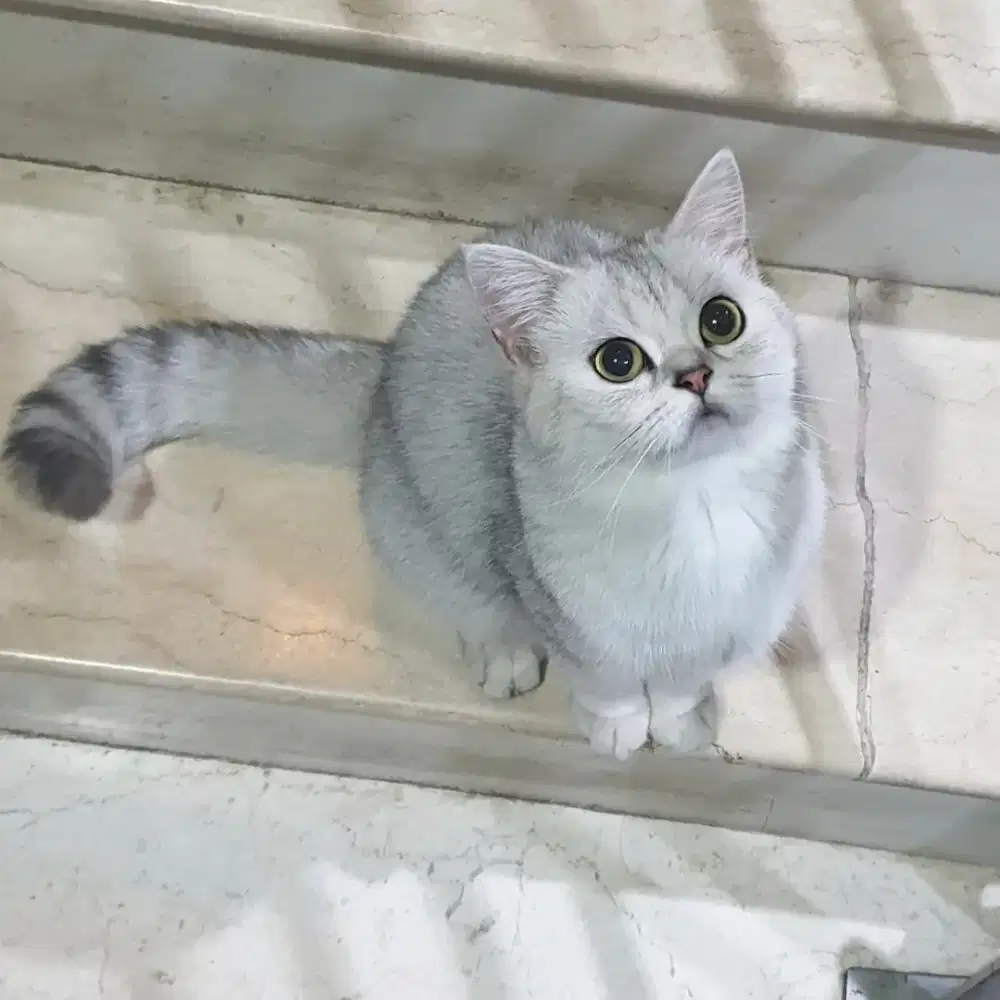 BSH British Shorthair Silver Betina 3th PED Proven