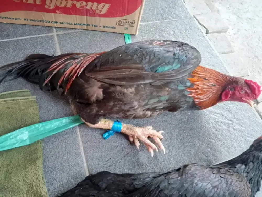 Jual ayam jago dan betina