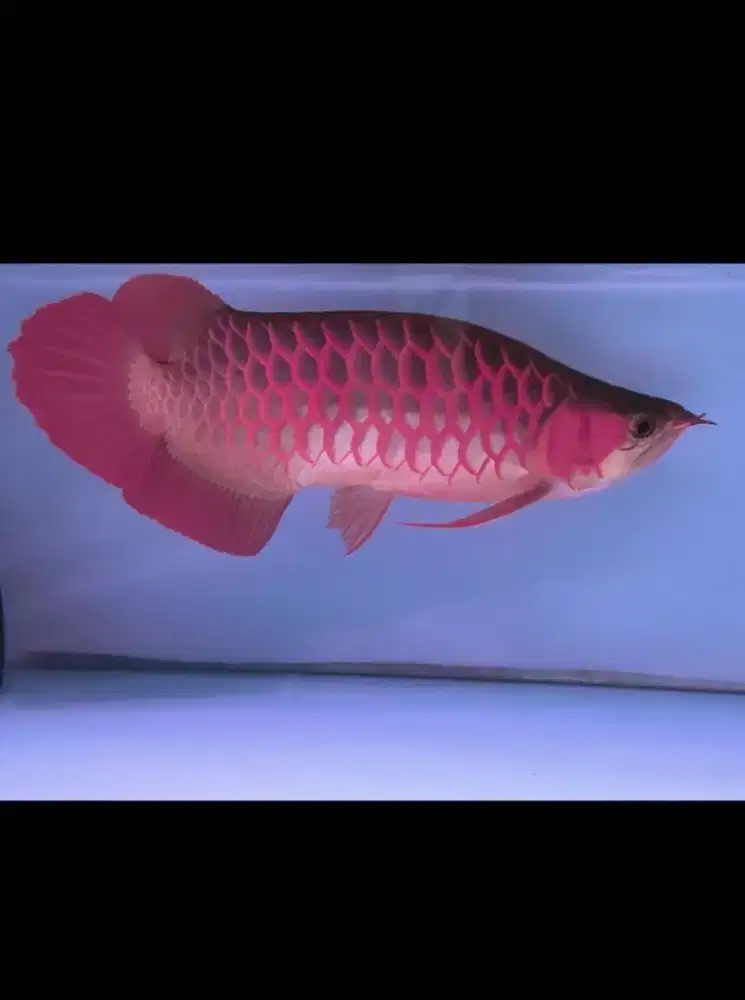 arwana super red uniq