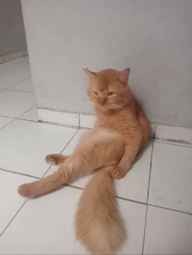 Persia jantan 1,5 tahun Oyen