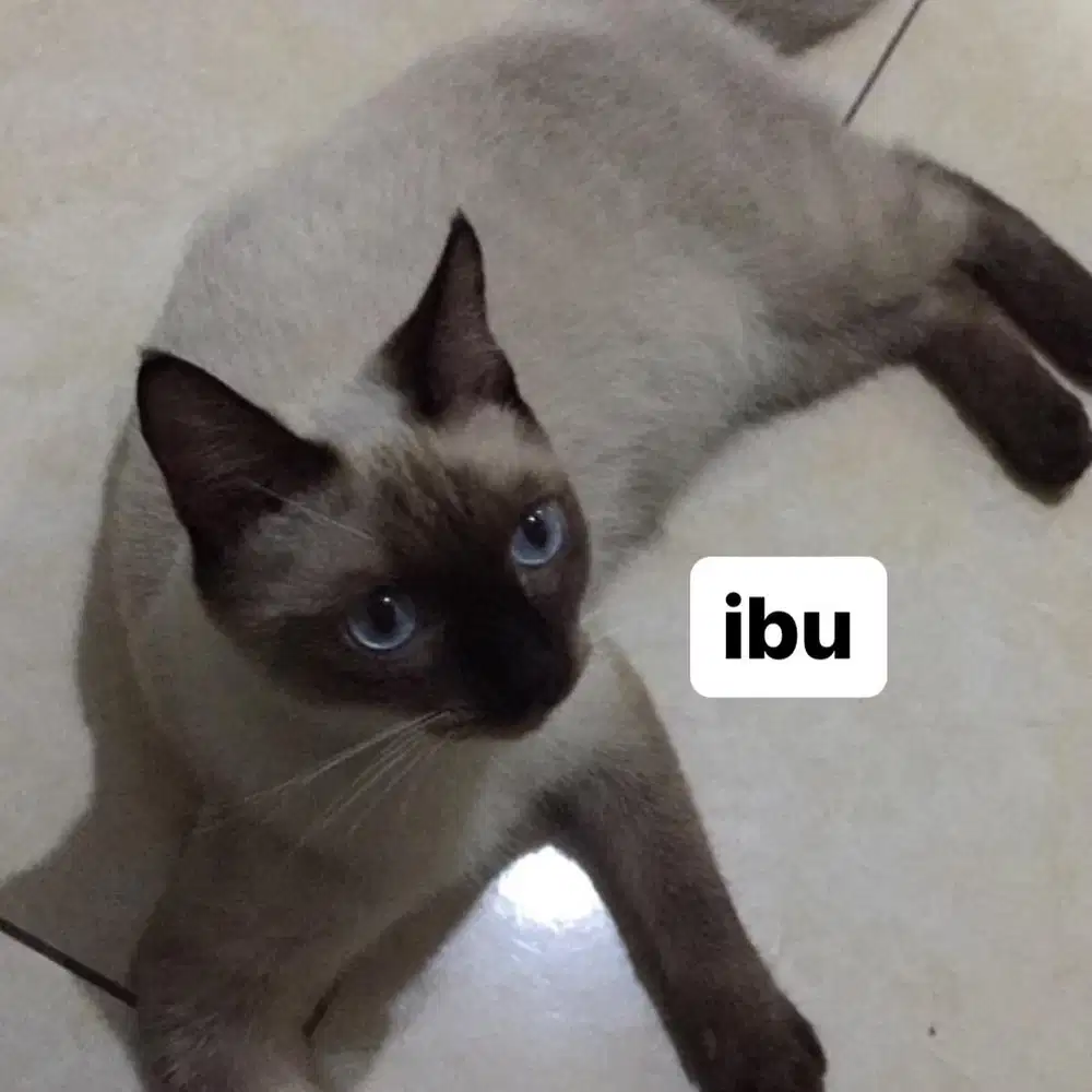 hibah kucing gratis