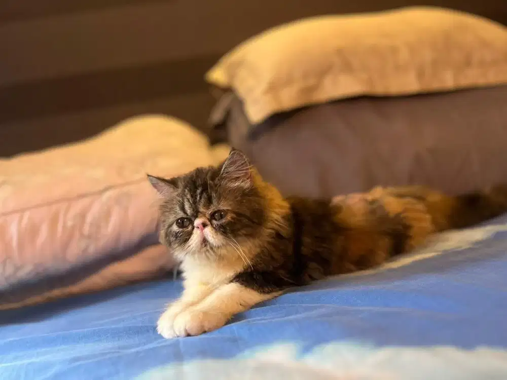 Lps Adopt kucing persia peaknose betina