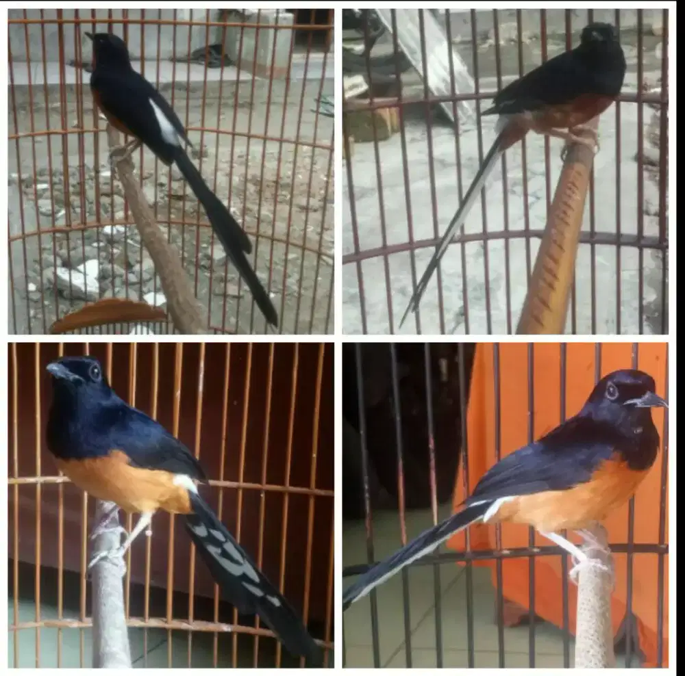 Murai batu Bahorok 22 DLL