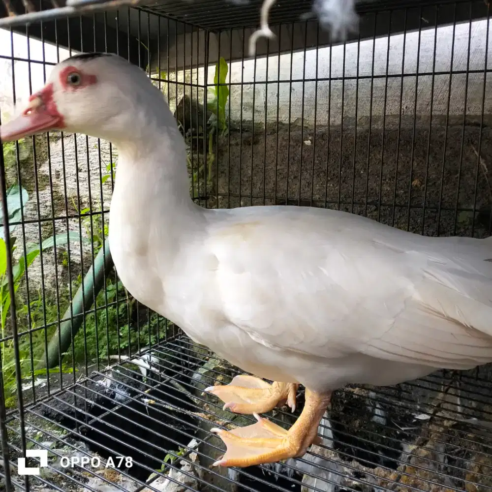 3 burung dara dan 1 entog