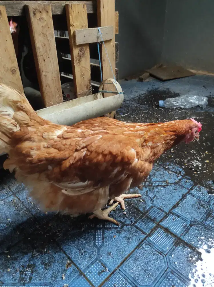 Jual ayam petelur 1 ekor
