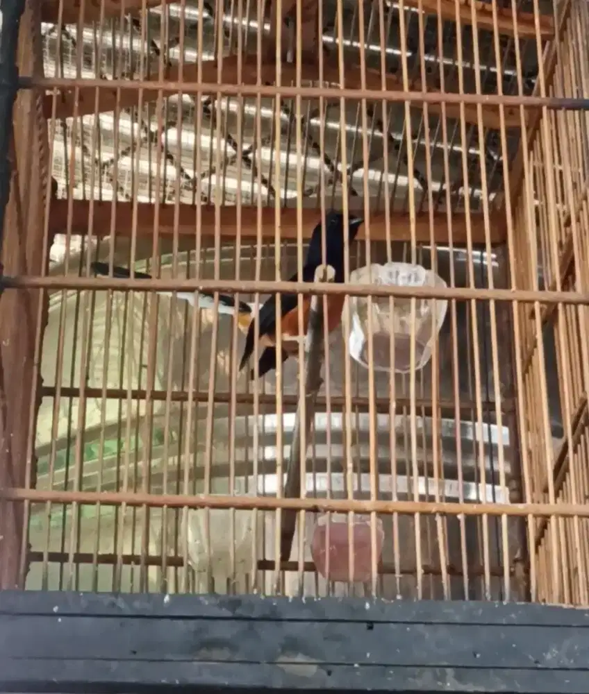 Murai Batu Double ring
