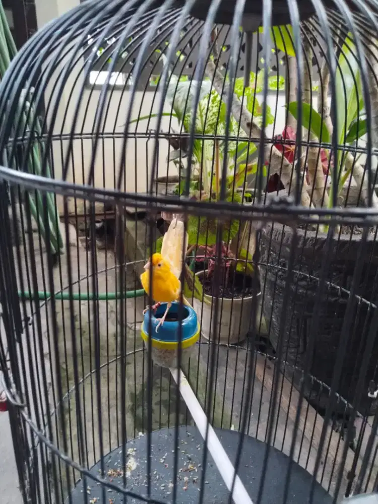 JUAL BURUNG KENARI