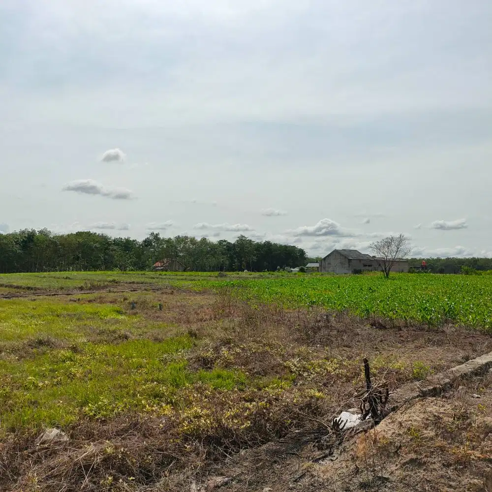KAVLING ITERA UNIT TERBATAS LOKASI TERDEKAT DENGAN KAMPUS ITERA