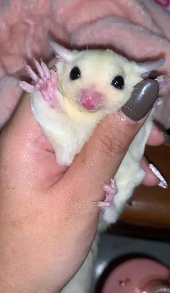 Sugar Glider Leucistic