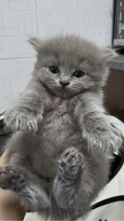 Kucing kitten British Abusolid Male