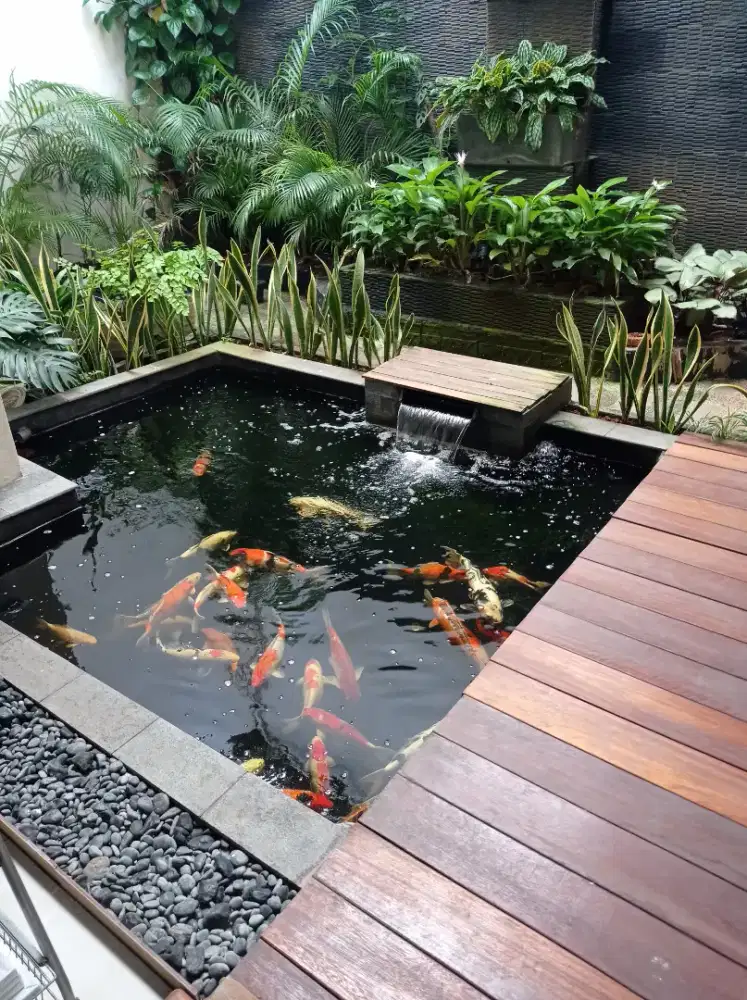 Kolam koi minimalis