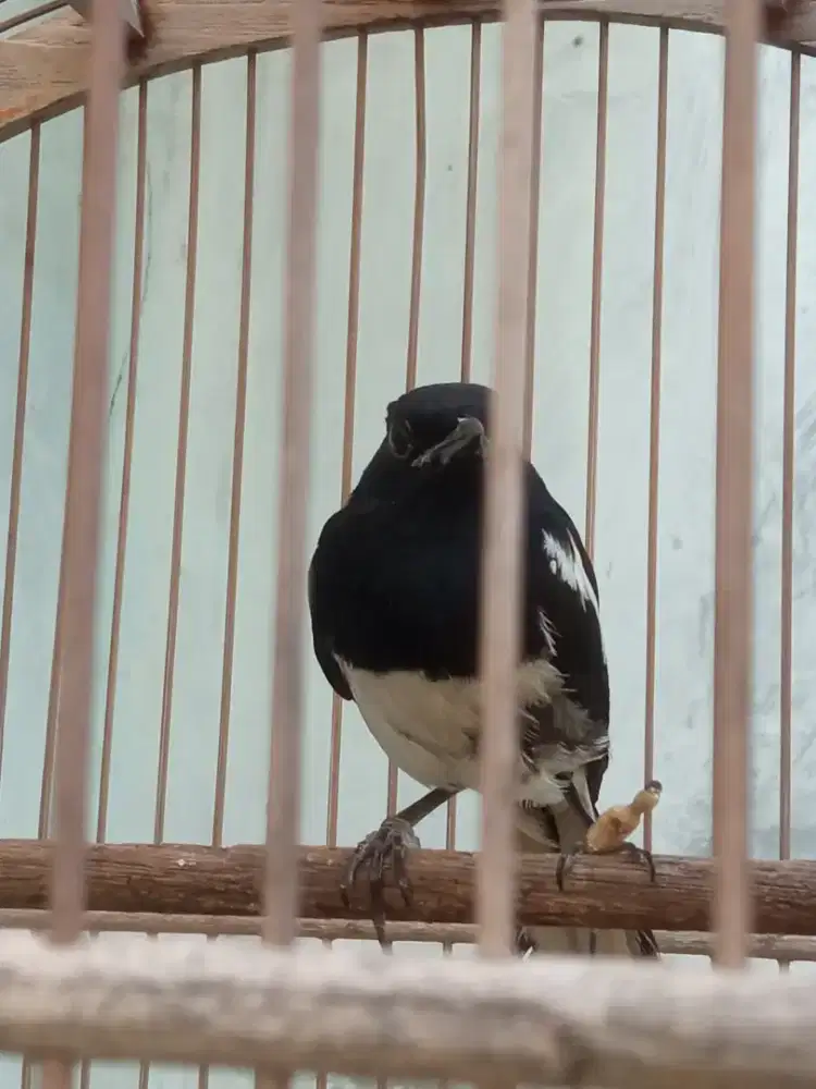 Burung Kacer Dada Putih