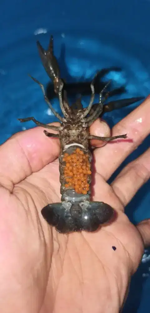 Lobster air tawar