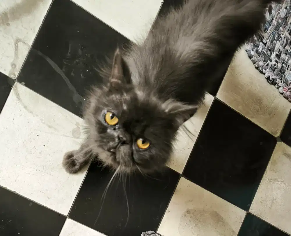 Kucing persia flat nose umur 3 thn + free bonus pakan