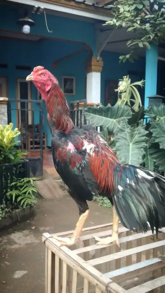 Ayam jago Pakhoy