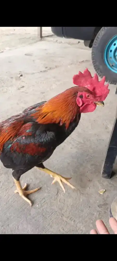 ayam pama speed gancang