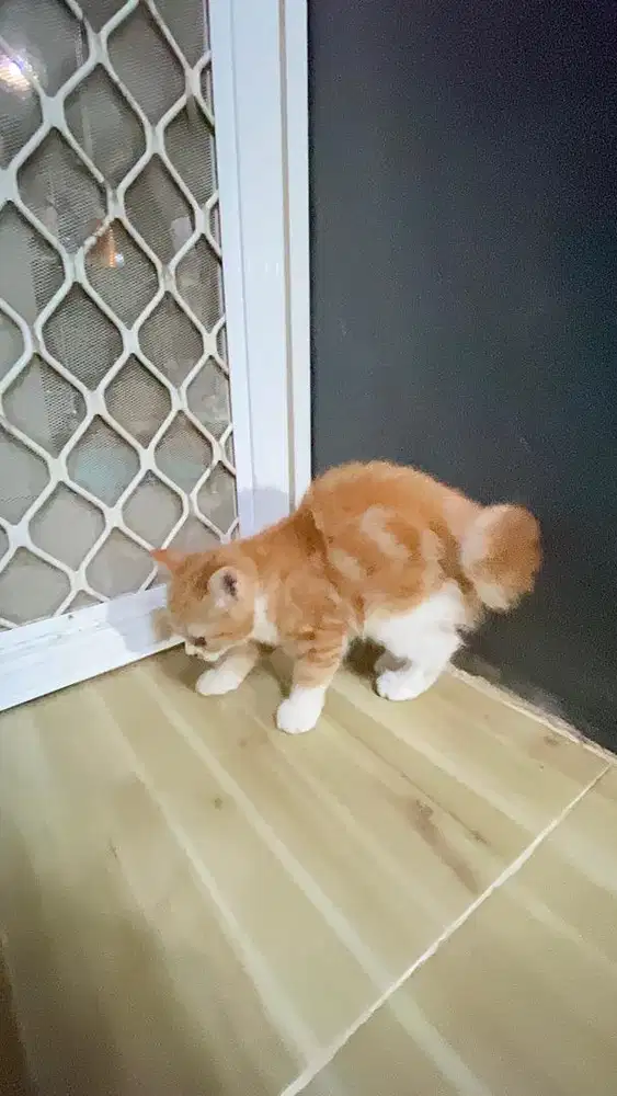 Kitten kucing persia