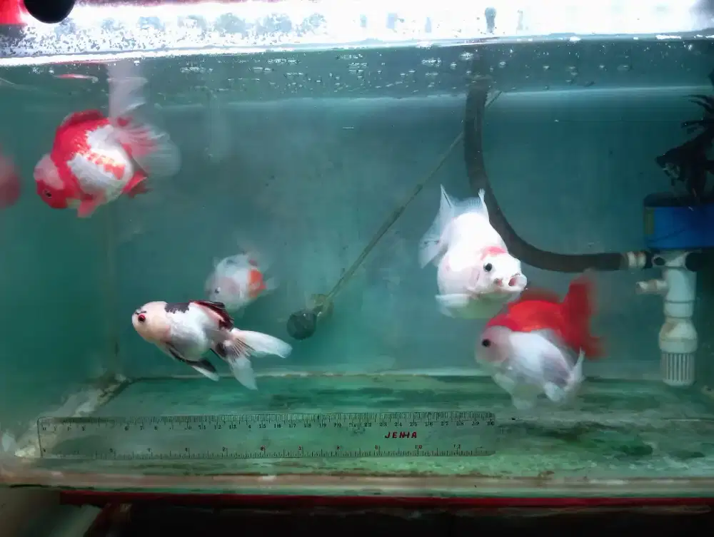 Ikan koki Oranda ryukin