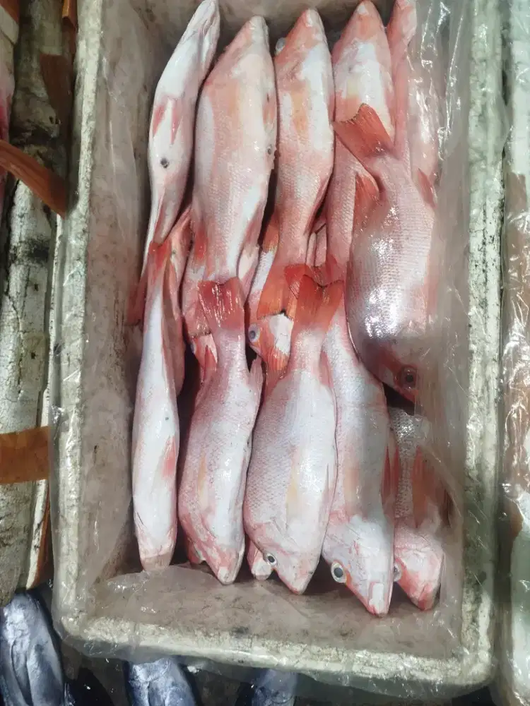 Jual macam macam ikan laut dan ikan air tawar segar