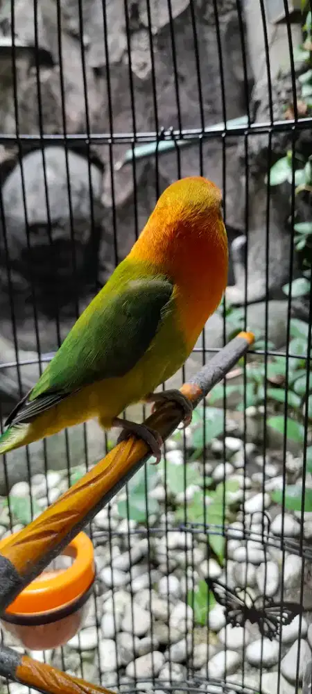Love Bird lovebird