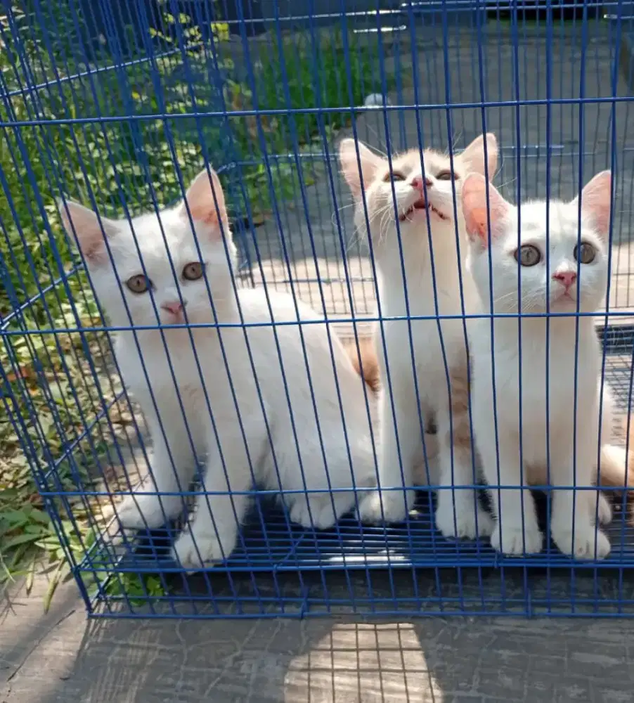 Kitten mix British Shorthair