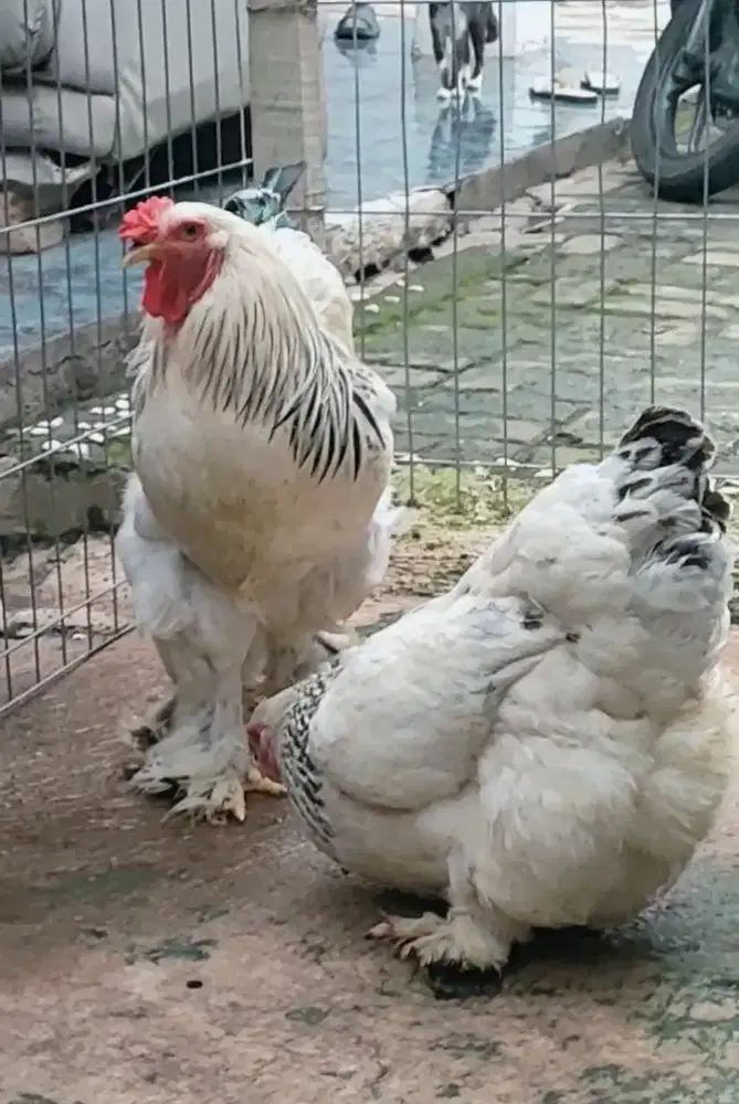 Ayam brahma sepsang jos