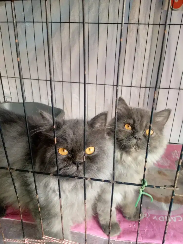 Lepas adopsi jantan & betina usia 4 bulan